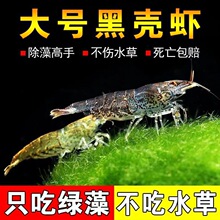饲料乌龟黑壳虾虾吃藻观赏虾淡水清洁工草缸工具大号龙鱼除藻活饵