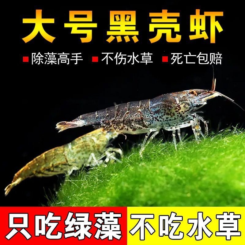 饲料乌龟黑壳虾虾吃藻观赏虾淡水清洁工草缸工具大号龙鱼除藻活饵