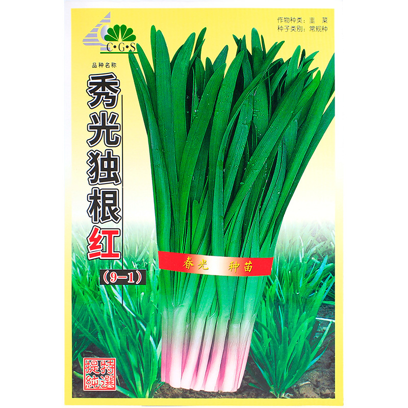 紫根韭菜种子四季盆栽独根红种籽根红根宽叶根红满天籽种韭菜孑