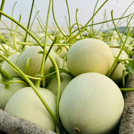 传统糕点;西式糕点;饼干