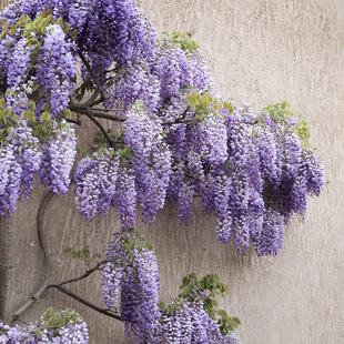 һ�����l���ٻ����������ļ���Ԯ�������پGֲ��e��ͥԺ�̨����