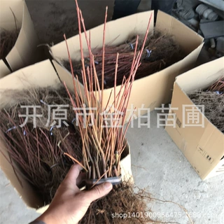 批发红枫秋火焰树苗工程乔木2-15公分大树美国红枫秋火焰扦插小苗