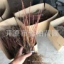工程火焰美国红乔木