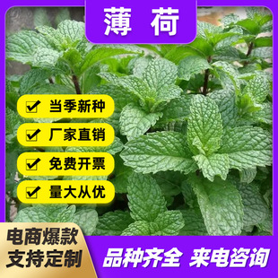 ���l���ɷN�ӻ��N����òݳ��x�����lʳ��؈���m����������С���b