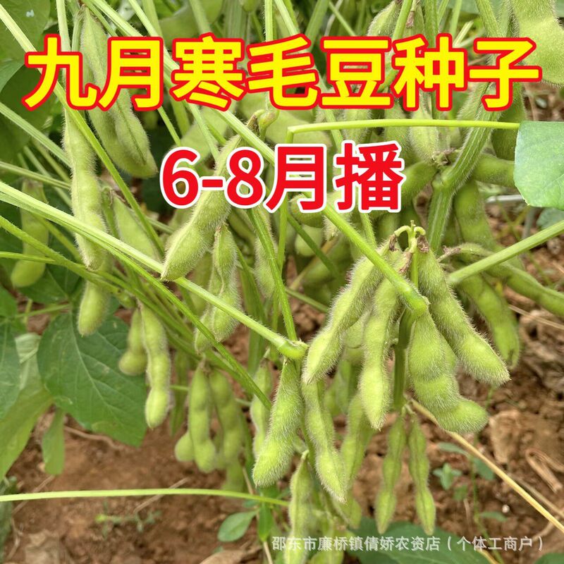 September Cold-Resistant Edamame Seeds, Soybeans, Early Edamame, High-Yield Vegetables, Extra-Large Green Soybeans, Four-Season Summer Vegetable Seeds