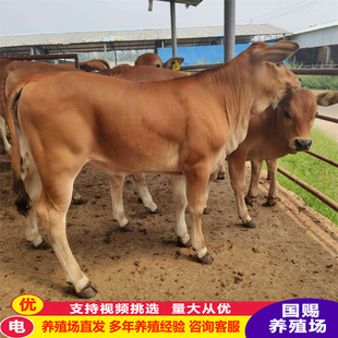 ����С�Sţ��ţ���Bֳ����Ʒ�N������ţ�r�������Sţ�Ј������B