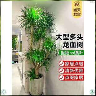 ��Ѫ��Gֲ���^��횘����F��ֲ��G�}�������ȩ�G�j����ȩ����