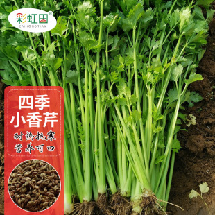 �ļ�С���۷N�Ӵ����۲˴���ͥԺ��˷N���r�Ҵ����߲���֧�ִ��l