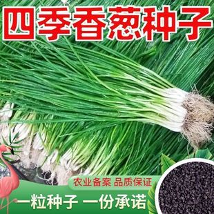 ļС[N׷N̨С[@߮a߲[