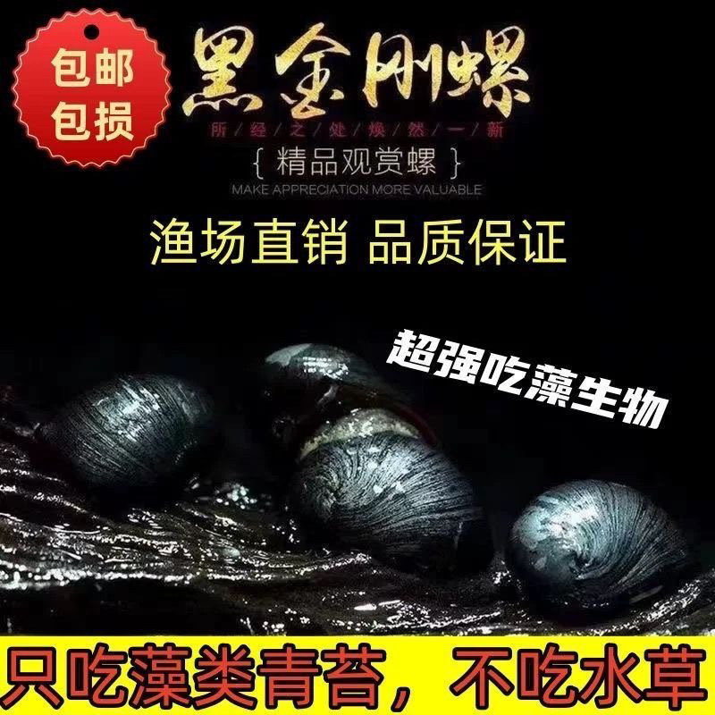 黑金刚螺观赏螺除藻清洁淡水工具螺热带鱼观赏活体宠物刷缸蜗牛螺