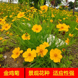 �������u�� �������ߗU�N�� �G���ݷN���N���� �ɶ��������l