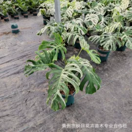 宿根花卉;盆栽;一二年生花卉