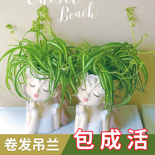 ��߅���~���m����Ů���҃ȾGֲ���̨����ֲ������ȩˮ��W�t����