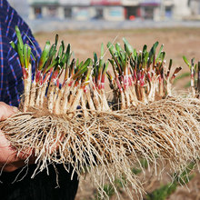 现挖红根宽叶韭菜根苗四季种籽子阳台苗紫根盆栽籽种小叶根土其他