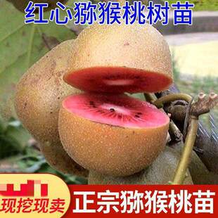 �Ĵ��nϪ�t�īJ������tꖏ����Ҽ޽���t���殐�ϱ����Nֲ������