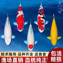 大鱼精品锦鲤鱼纯种红白三色昭和丹顶黄金招财鱼池观赏鱼正宗耐活