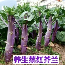 �����˺�����������㹽�����ļ����ﶬ�߲˺�Ž���������