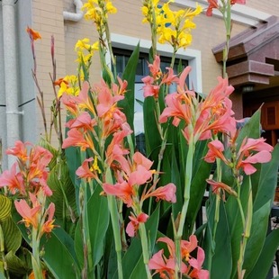 Banana Plant Bulb Four-Season Potted Garden Plant Shipped with Buds Banana Flower Seedling Perennial Root Bulb