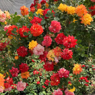 Rattan Rainbow Chameleon Climbing Wall Climbing Rattan European Moon Ground Planting Rose Cutting Seedling Courtyard Villa Balcony Green Plant Potted Plant