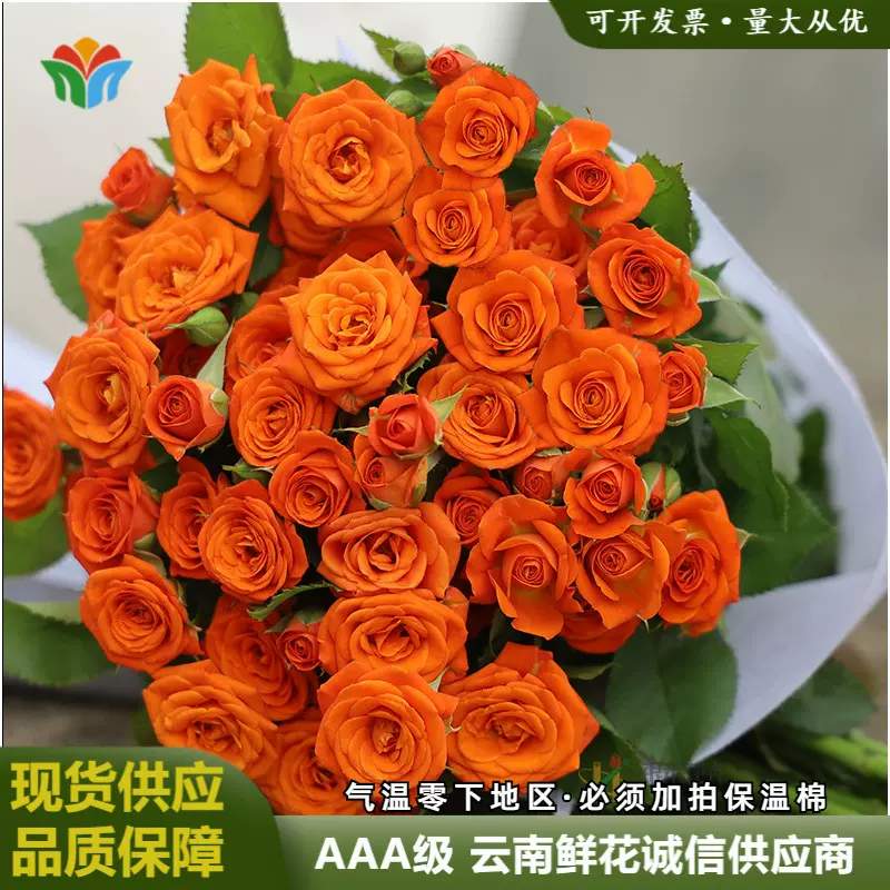 橙色芭比多头玫瑰云南鲜花直批蔷薇泡泡家庭花束团购货源供应花店