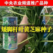 _U~S֥N ե֥͌NӰ֥/֥N