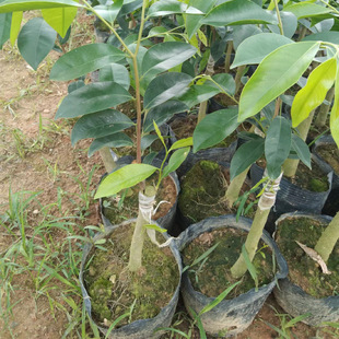 Base Wholesale Authentic Qinan Seedling Generation Qinan Seedling Grafted Seedling Ornamental Plant Pot