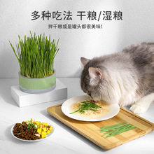 猫薄荷种子水培盆栽猫咪化毛草可食用猫零食自种育苗盘