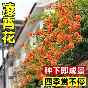 Lingxiao Flower Climbing Vine Seedling Plant Old Pile Courtyard Potted Ground Planting Chinese Lingxiao Flower Sapling All Year Round Northern Cold Resistance