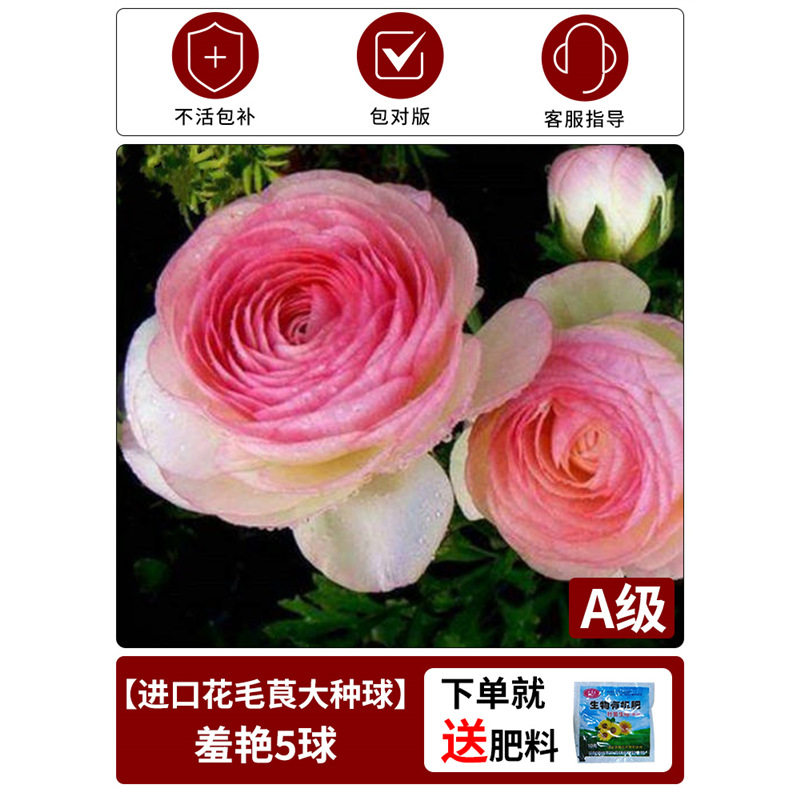 【bergenia bulb】shy beauty, single