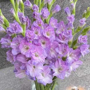10 Pieces of Imported Gladiolus Gladiolus Seed Bulbs, Perennial Courtyard Potted Plants, Cold-Resistant and Heat-Resistant, Long Flowering Period, Mini Gladiolus