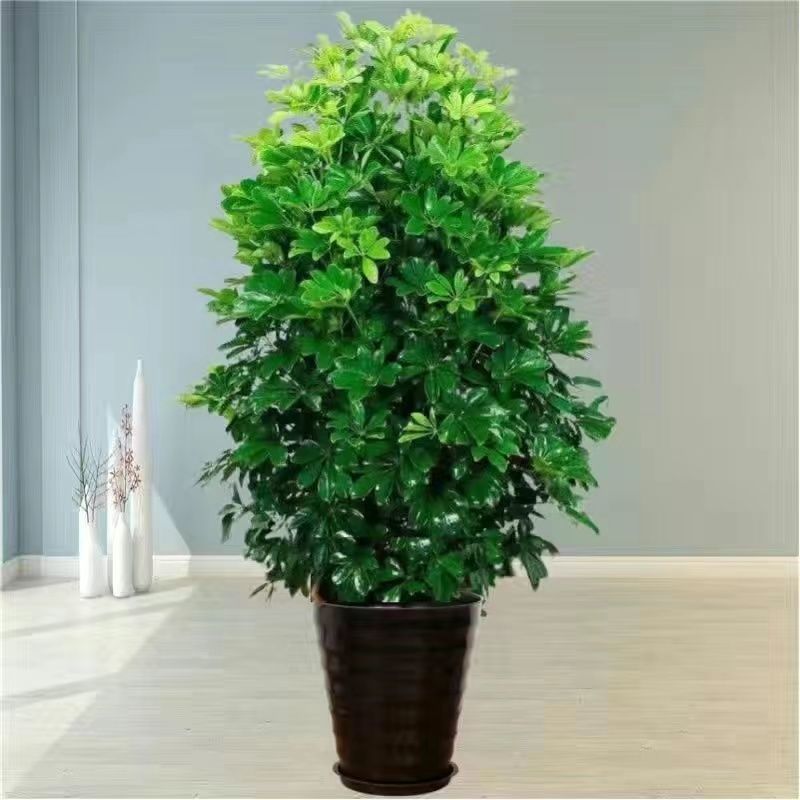 오리지널 흙 [블랙 스레드 분지] 특수 비료 + 약 + 트레이