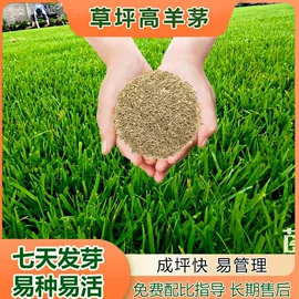 草种子;一二年生花卉;宿根花卉