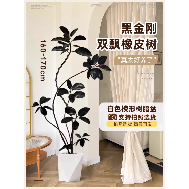 [대기 부동 가지] 이중 부동 가지 고무 나무-1.6- 1.7m - 흰색 프리즘 수지 냄비-트레이 보내기