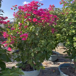 �ļ��t����÷���l �V�|���پG���ն��N���� ����÷�辰��r