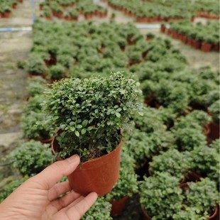 110 # Thin-Leaf Jiuli Xiang Shape Green Plant Indoor Air Purifying Foliage and Flower Viewing Plant