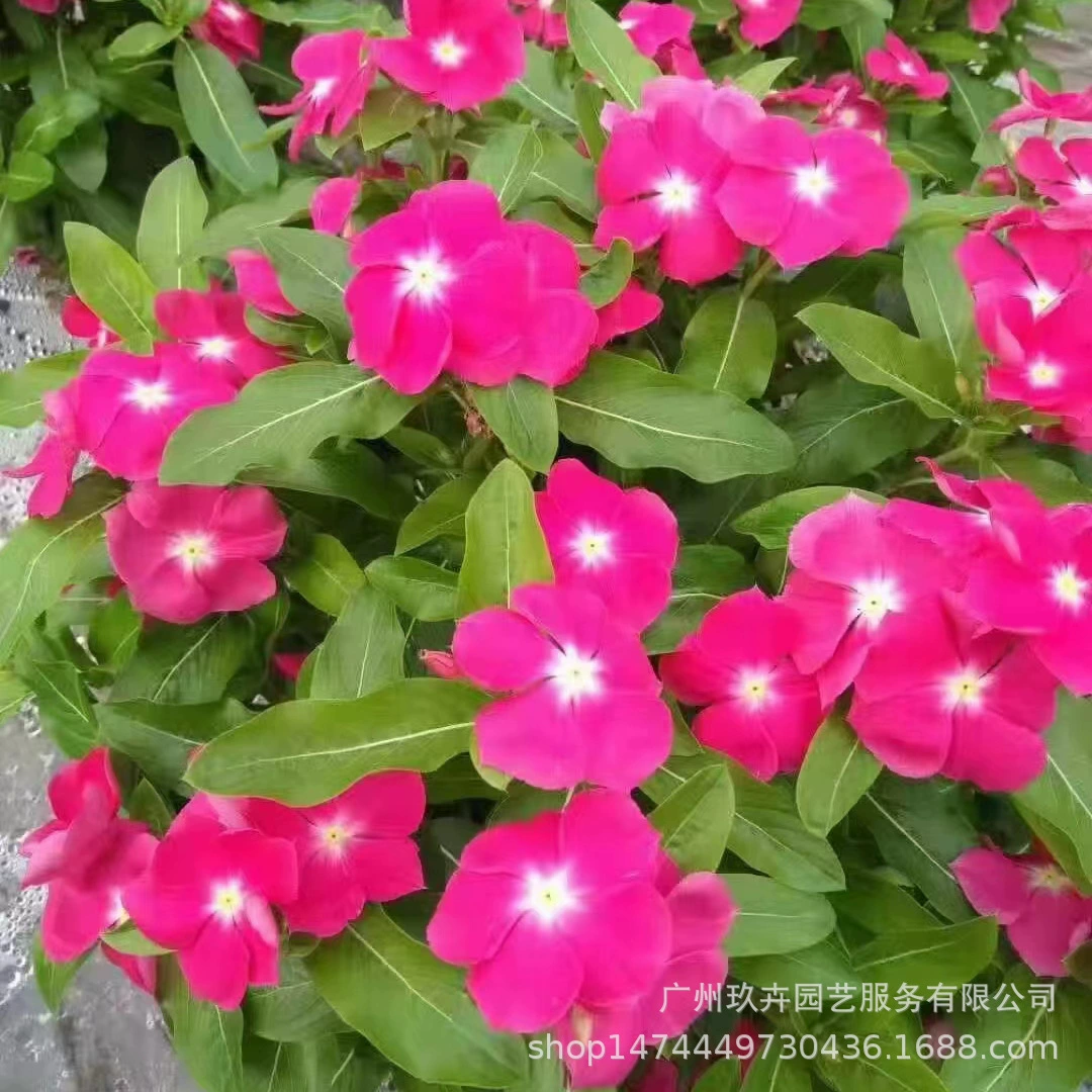 Миниатюрный цветок Барвинок Просмотр растений в горшке Гостиная Балкон Офис Рабочий стол Горшечное растение Цветочная кровать Цветочное зеркало Цветок Просмотр зеленого растения