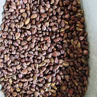 ������ �����������ѷ���ș�������ѣ����]������� ����ă�