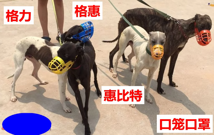 格力犬大型犬护嘴套狗笼嘴口笼狗口笼惠比特小号口笼狗口罩尼龙罩