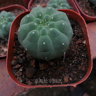 Cactus Base Direct Sales Wholesale about 4-6cm Qixian Jade Bare Root Gardening Potted Office Breeding