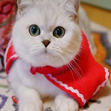 猫咪活体纯白拿破仑猫咪活体德文卷毛猫活体美短加白猫咪虎斑猫咪