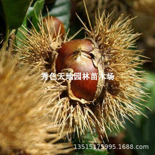 ��������������������_������޽����Ә����Ϸ������Nֲ�������