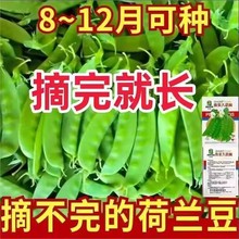 甜脆荷兰豆种子豌豆苗豌豆尖豌豆种籽原装四季蔬菜种子大全代批发