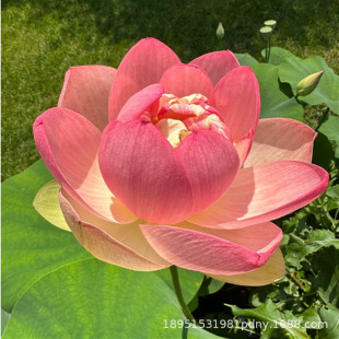 ����ֱ�l�ɻ�Ұ���ɻ��ɻ�ˮ�w�G��ˮ��ֲ���Ʒ�N�ɻ���ɻ��N��