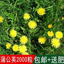 批发多年生纯野生可食用四季播种蒲公英种子婆婆丁籽四季易播