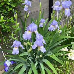 Blue Flower Iris Seedlings Park River Greening Plants Aquatic Perennial Cold-Resistant and Shade-Tolerant Wetland Emergent Plants