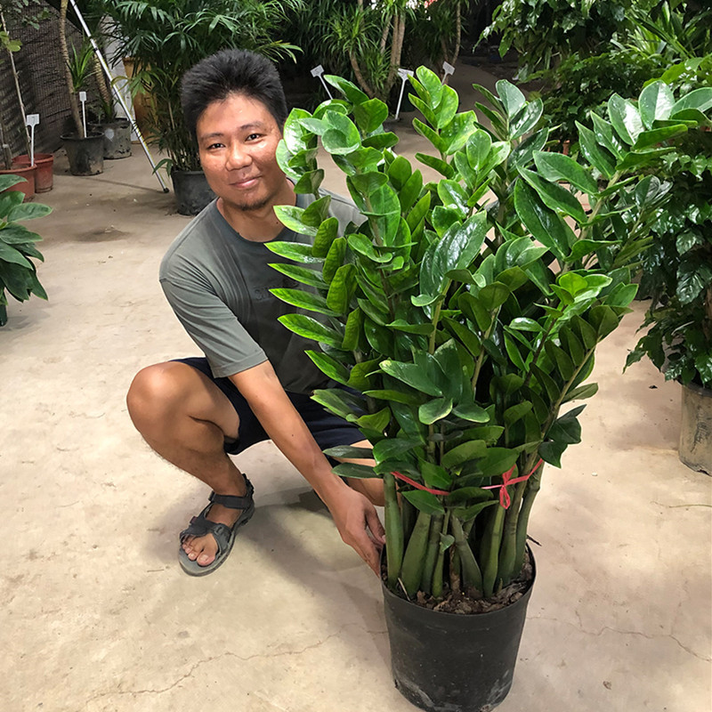 Money Tree Potted Plant, Large Money Tree, Small Money Tree, Evergreen and Beautiful Indoor Living Room Balcony