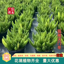 ��β���T�������ļ����G���R�쾰������ͥԺ�Gֲ����ֲ�����l