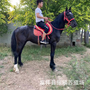 �F���Bֳ�Rƥ�����Ă�Ʒ�N���T���R�ăr�������Ѫ�R��������ă�