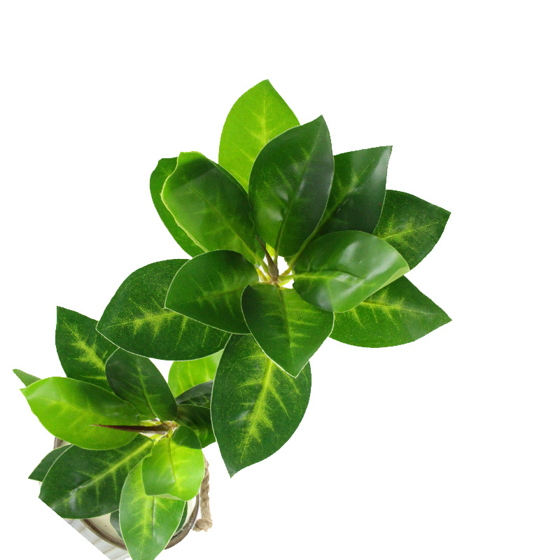 XRB-042 海莲叶单枝24叶2.jpg