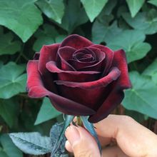 ��ħ�g��ľ���¼����л��¼����� �����ļ��_��õ�廨��